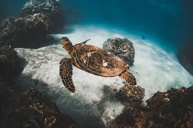 A green sea turtle swimming over rocks and white sand on a Maui reef